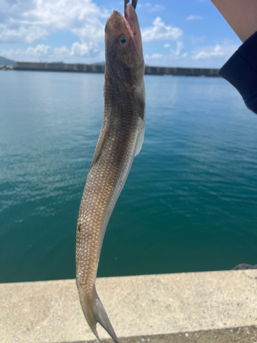 エソの釣果