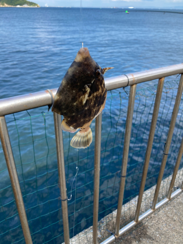 カワハギの釣果