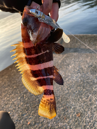 アオハタの釣果