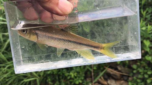 カワムツの釣果