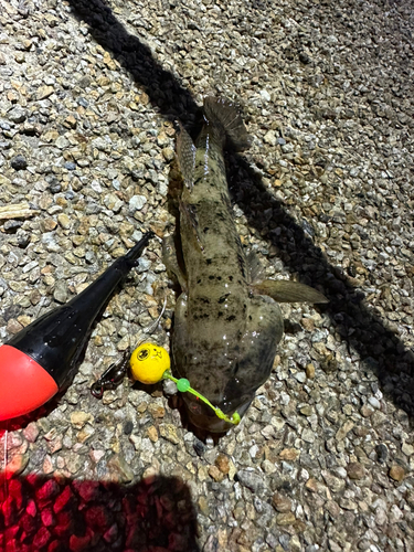 ウロハゼの釣果