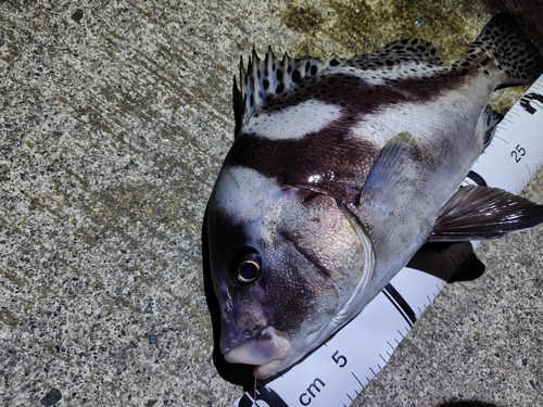 コショウダイの釣果