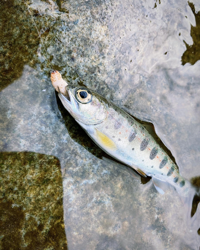 アマゴの釣果