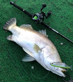 バラマンディの釣果