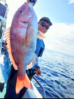 マダイの釣果