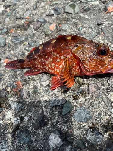 カサゴの釣果