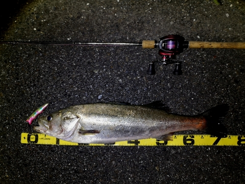 シーバスの釣果