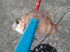 マダイの釣果