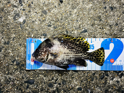 コショウダイの釣果