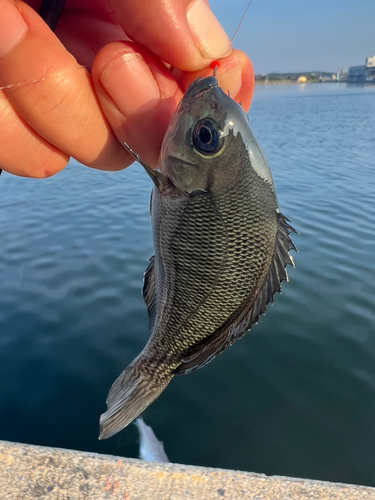 メジナの釣果