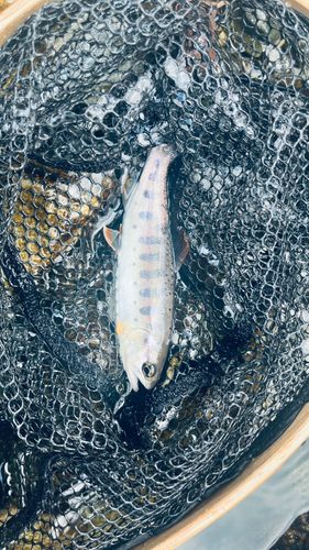 ヤマメの釣果