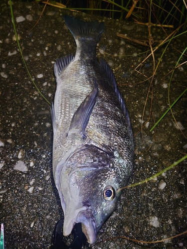 チヌの釣果