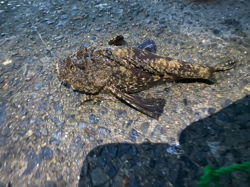 オニオコゼの釣果