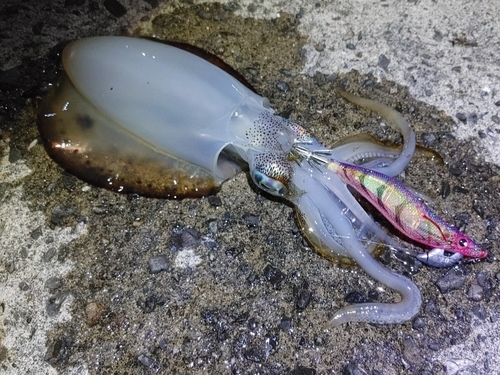 アオリイカの釣果