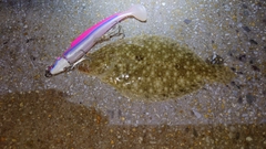 ヒラメの釣果