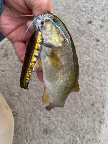 スモールマウスバスの釣果