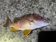 シブダイの釣果