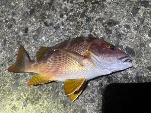 シブダイの釣果