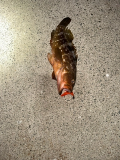 キジハタの釣果