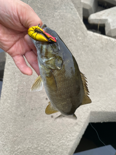 スモールマウスバスの釣果