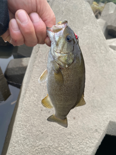 スモールマウスバスの釣果