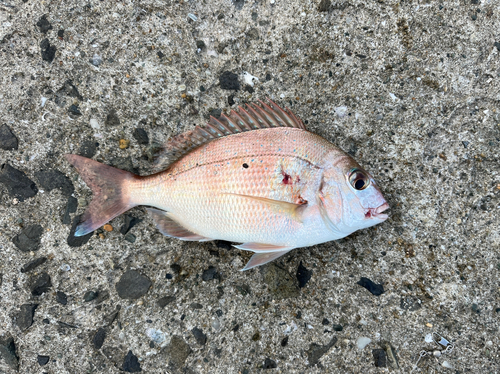 チャリコの釣果