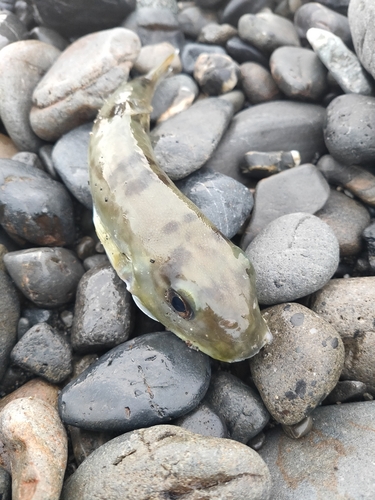 シロサバフグの釣果