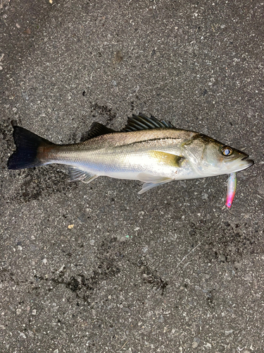 フッコ（マルスズキ）の釣果