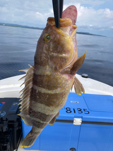 アオハタの釣果