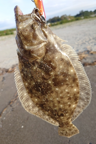 ソゲの釣果