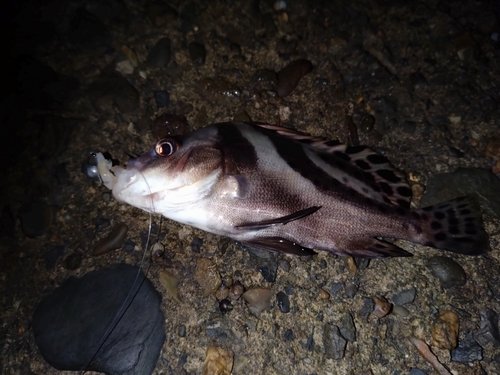 コショウダイの釣果