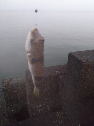 フグの釣果