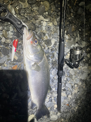 スズキの釣果