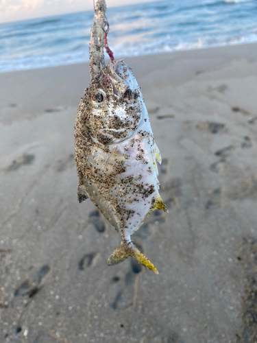 メッキの釣果