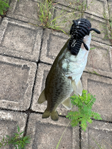 ブラックバスの釣果