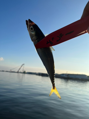 サバの釣果