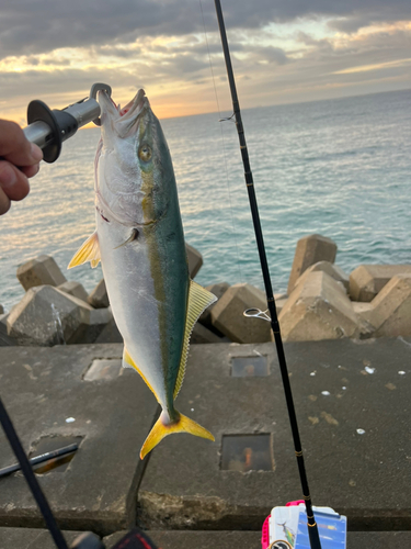 イナダの釣果