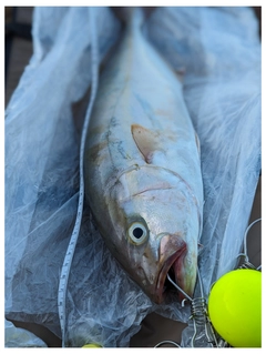 ショゴの釣果