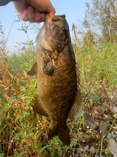 スモールマウスバスの釣果