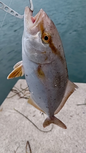 ショゴの釣果