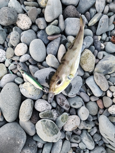 シロサバフグの釣果