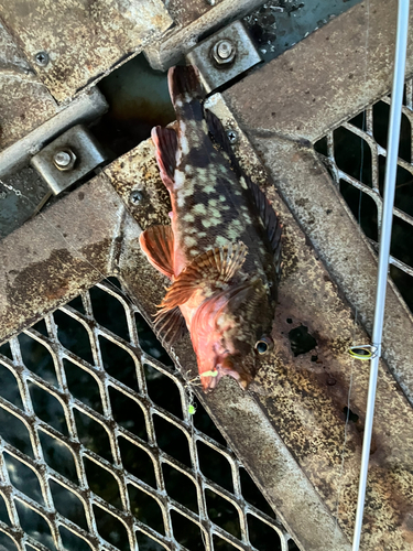 カサゴの釣果