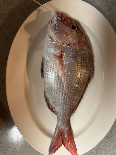 マダイの釣果