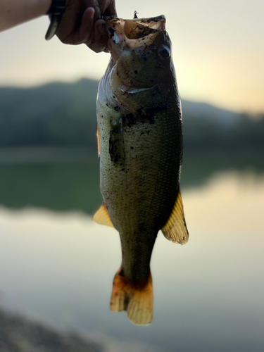 ラージマウスバスの釣果