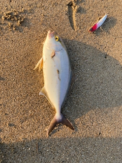 ショゴの釣果