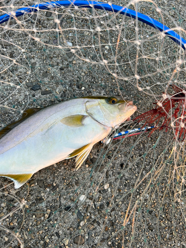 シオの釣果