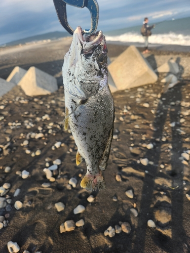 オオニベの釣果