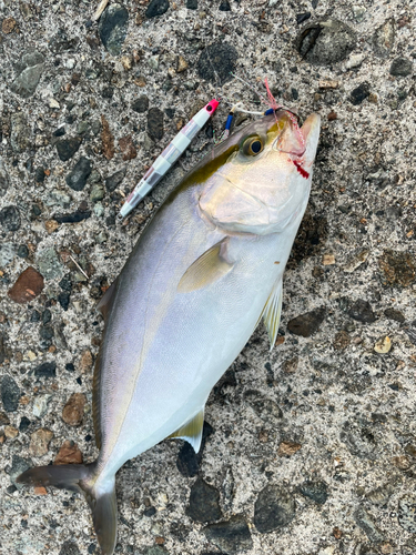 カンパチの釣果