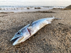 サゴシの釣果