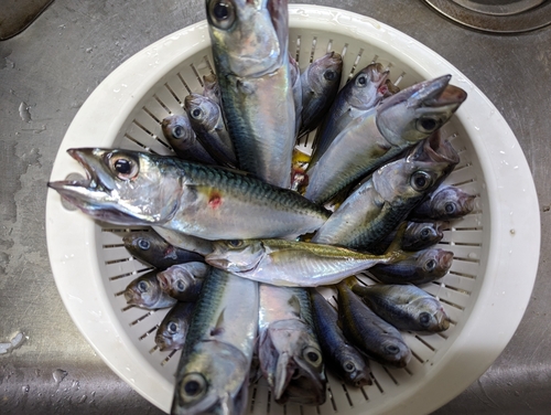 タカベの釣果